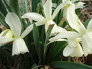 Narcissus Thalia (2011, April 13)