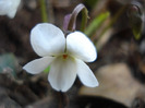 White Sweet Violet (2011, March 31)