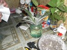ananas la inradacinat