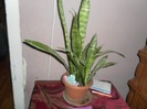 SAM_0636