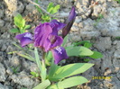 DSCI0728
