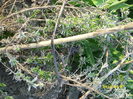 DSCI0732
