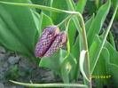 DSCI0735