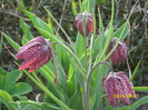 DSCI0738