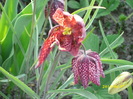 DSCI0741