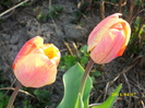 DSCI0763