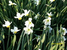 DSCI0772