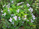 DSCI0774