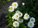 DSCI0784