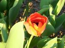 DSCI0790