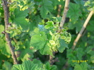 DSCI0798