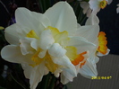 DSCI0803