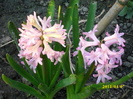 DSCI0807