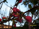 DSCI0826