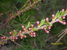 flori de migdal amar