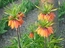 DSCI0856