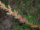 DSCI0858