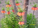 frittilaria imperialis