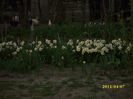 DSCI0911