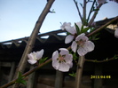 DSCI0933