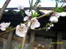 DSCI0935