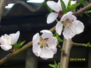 DSCI0936