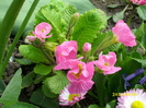 DSCI0938