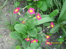 DSCI0944