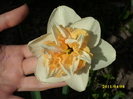 DSCI0945