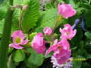 DSCI0954