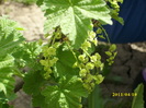 flori de coacaz