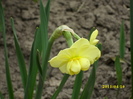 narcisa crem