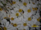 DSCI1596