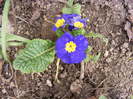 DSCF6284