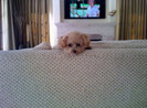 maui-cute-face