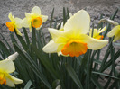 narcise [narcissus]
