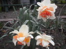 narcise [narcissus]