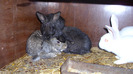 IMG_0097 (2)