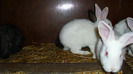 IMG_0099 (2)