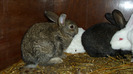 IMG_0100 (2)