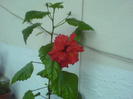 hibiscus rosu