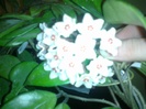 floare hoya carnosa