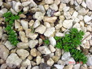 DSC09867