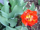DSC09868