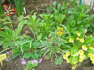 DSC02679