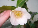Camelia "Flashlight"