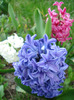 Hyacinths_Zambile (2011, April 10)
