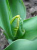 Tulipa Parrot (2011, April 10)