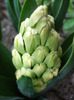 Hyacinth Yellow Queen (2011, April 13)