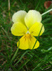 Yellow Trailing Pansy (2011, Apr.04)